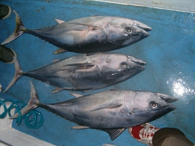 Tuna