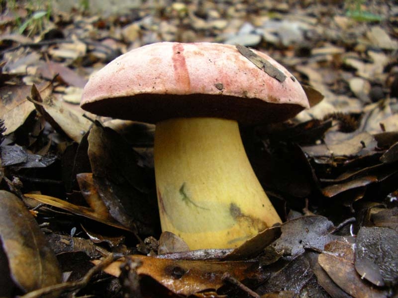 Boletus Lupinus