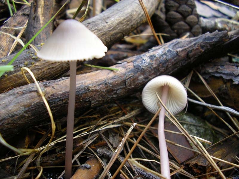 Mycena seynii