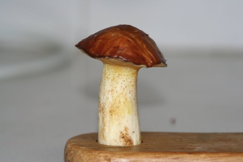 Mushroom1