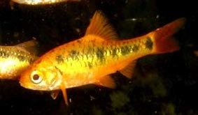 Барбус зеленый Barbus semifasciolatus