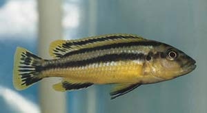 Меланохромис чипокский Melanochromis chipokae Johnson, 1975