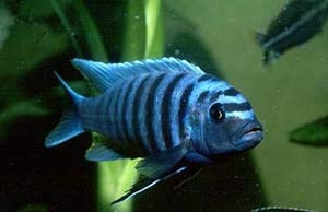 Псевдотрофеус-зебра Pseudotropheus zebra (Boulenger, 1899)