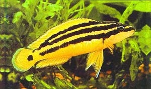 Юлидохромис золотой, или орнатус Julidochromis ornatus Boulenger, 1898