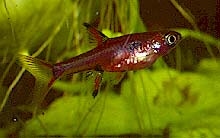 Расбора пятнистая Rasbora maculata Duncker, 1904