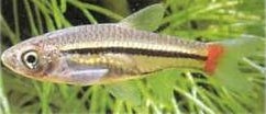 Расбора краснохвостая Rasbora borapetensis Smith, 1934