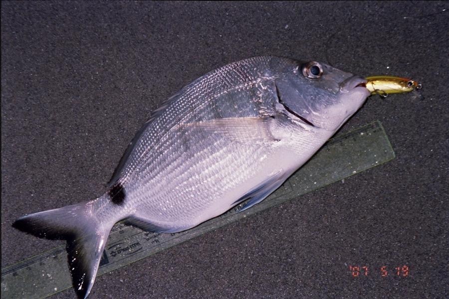 Bream - 001