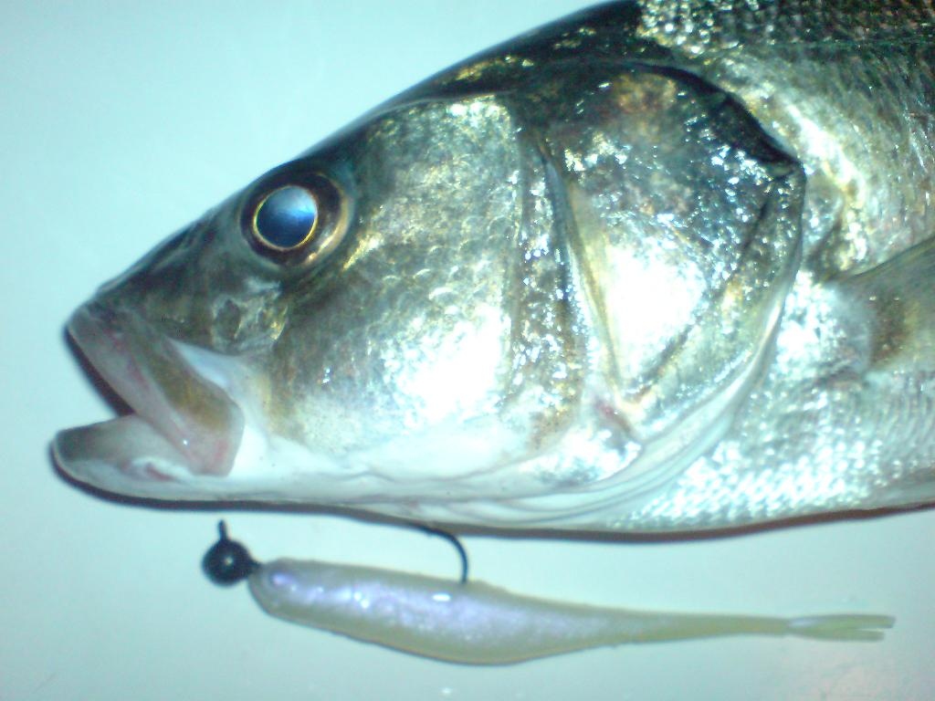 2007.dec.seabass 01