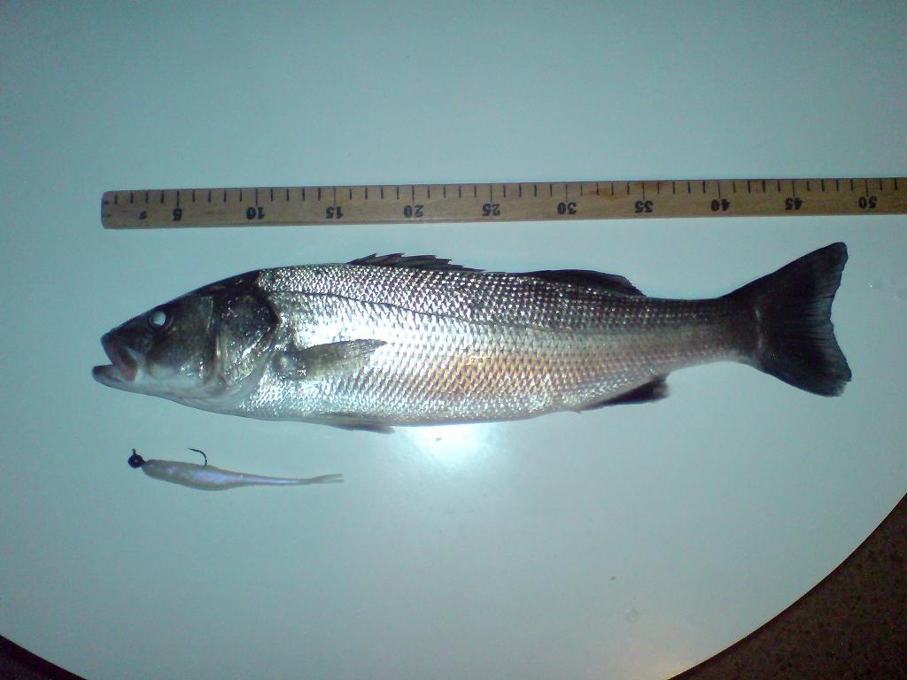 2007.dec.seabass 02