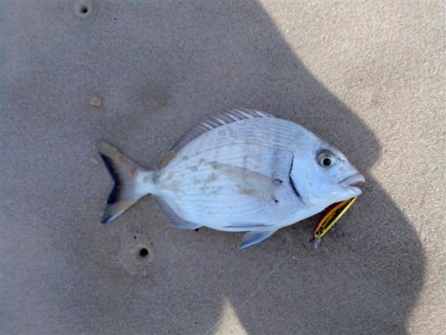 Bream2