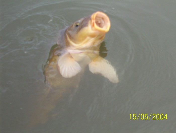 carp 1