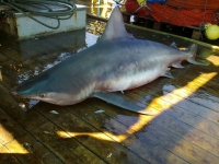 Big Shark