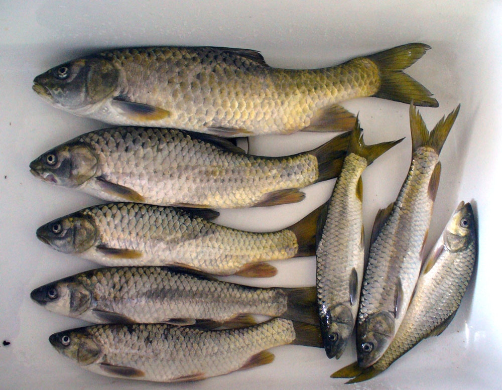 Болезни озерных рыб фото с описанием