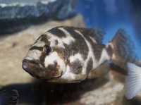 Хаплохромис Ливингстона, или «соня» Nimbochromis («Haplochromis») livingstonii